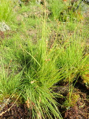 Carex lapponica