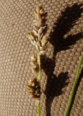 Carex lapponica