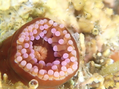 Corynactis australis