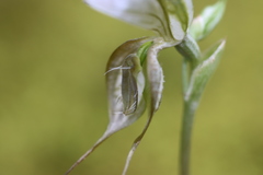 Pterostylis planulata