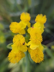 Hypericum swinkianum
