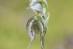 Pterostylis planulata