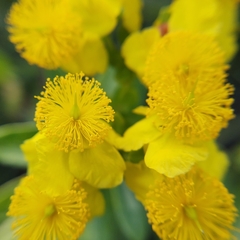 Hypericum swinkianum