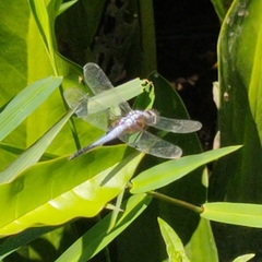 Brachydiplax chalybea