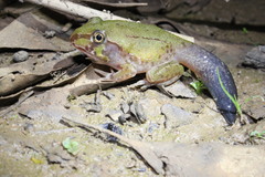 Ranoidea novaehollandiae