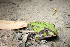 Ranoidea novaehollandiae