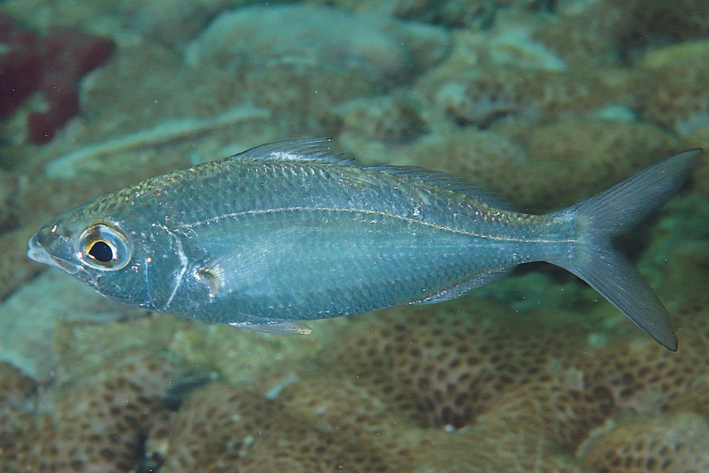 Mottled Mojarra