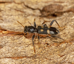 Neoscrobiger patricius