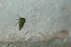 Stictolobus arcuatus