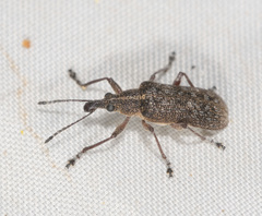 Pachyura australis