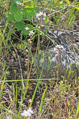 Lithophragma tenellum