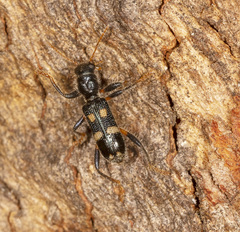 Neoscrobiger patricius