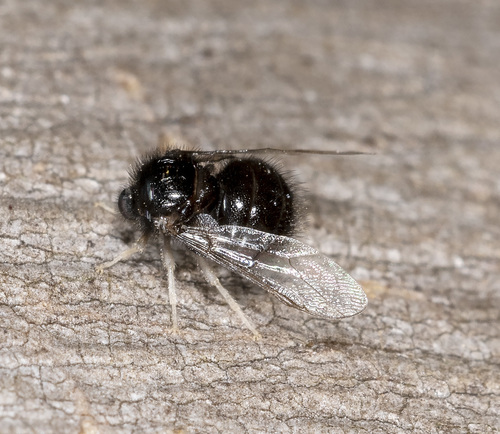 Pterodontia davisi