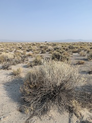 Tetradymia tetrameres