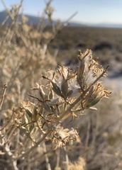 Tetradymia tetrameres