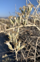 Tetradymia tetrameres