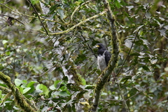 Morphnarchus princeps