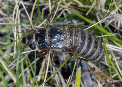 Gelidea torrida