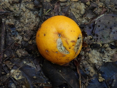 Siphonodon membranaceus