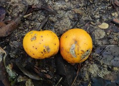 Siphonodon membranaceus