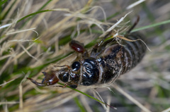 Gelidea torrida