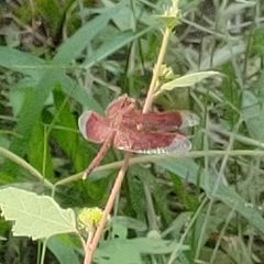 Neurothemis fluctuans