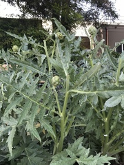 Cynara cardunculus cardunculus