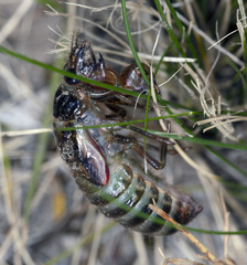 Gelidea torrida