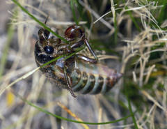 Gelidea torrida