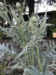 Cynara cardunculus cardunculus