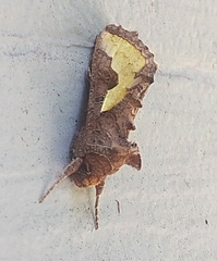 Thysanoplusia orichalcea