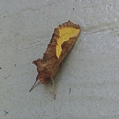 Thysanoplusia orichalcea
