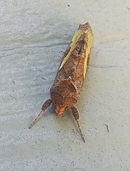 Thysanoplusia orichalcea