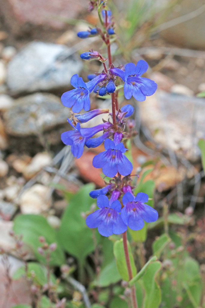 Low Beardtongue