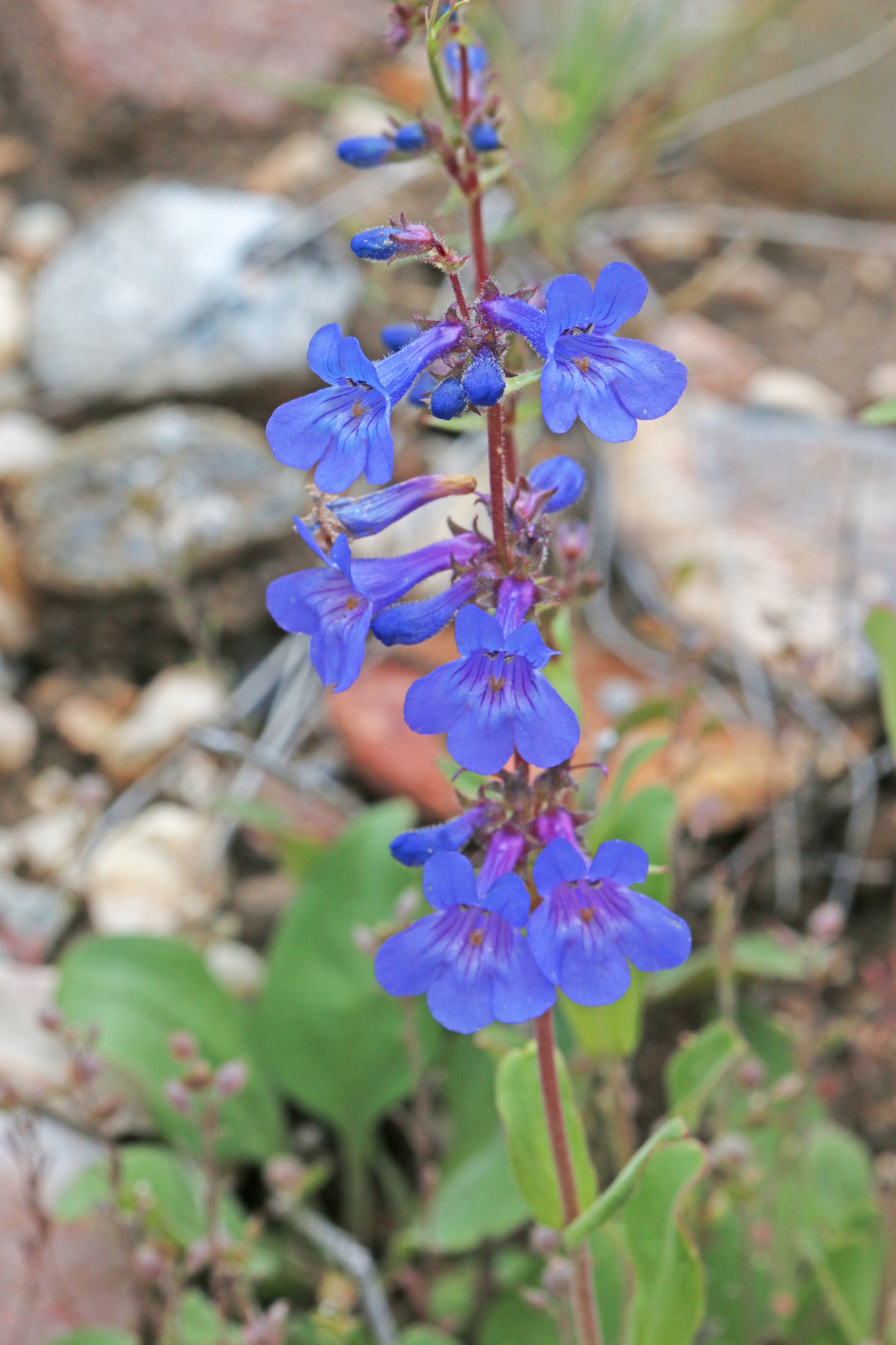 Penstemon humilis