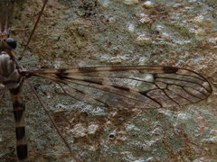 Leptotarsus parallelus