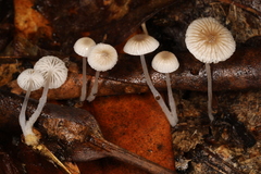 Mycena odorifera
