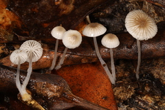 Mycena odorifera