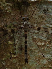 Leptotarsus parallelus