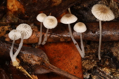 Mycena odorifera