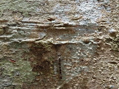 Leptotarsus parallelus