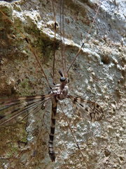 Leptotarsus parallelus