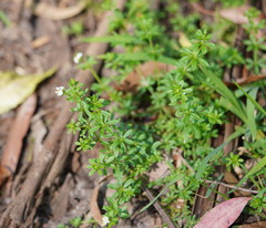 Asperula euryphylla