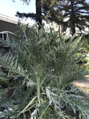 Cynara cardunculus cardunculus