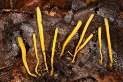 Clavaria argillacea