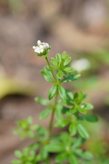 Asperula euryphylla