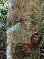 Leptotarsus parallelus