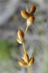 Carex disperma