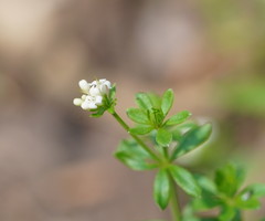 Asperula euryphylla