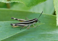 Macrotona australis